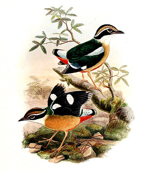 Indian Pitta