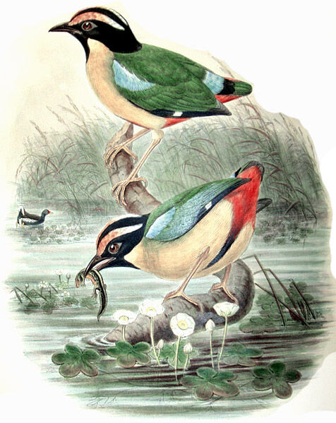 Elegant Pitta