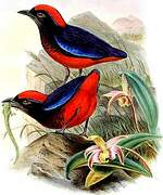 Garnet Pitta