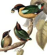 Noisy Pitta