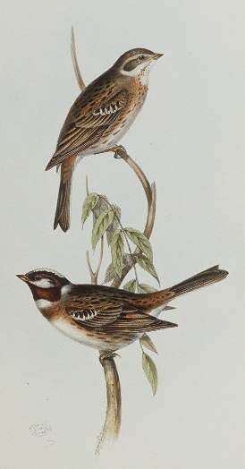 Pine Bunting