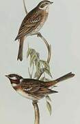 Pine Bunting