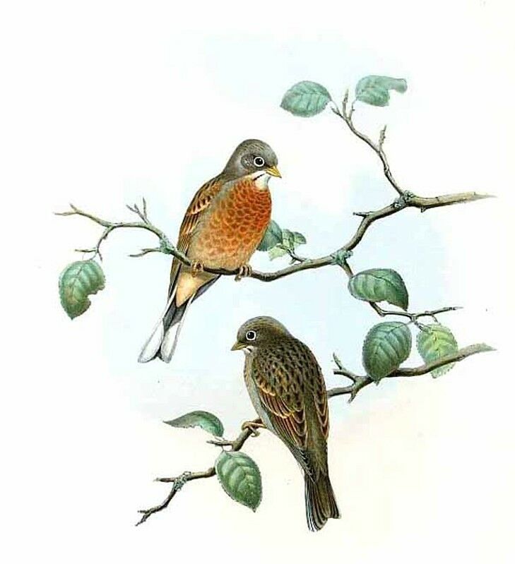 Grey-necked Bunting