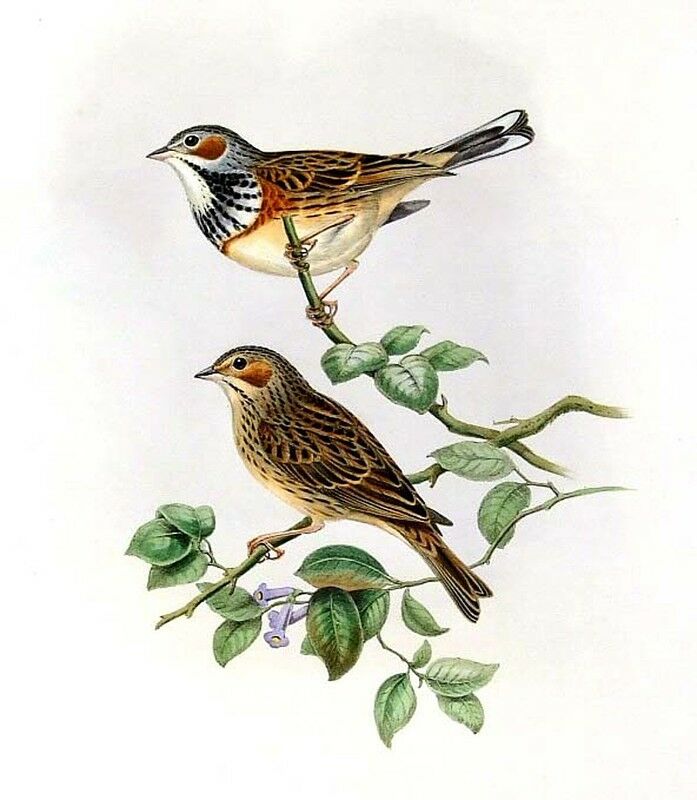 Chestnut-eared Bunting