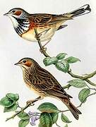 Chestnut-eared Bunting