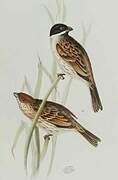 Common Reed Bunting