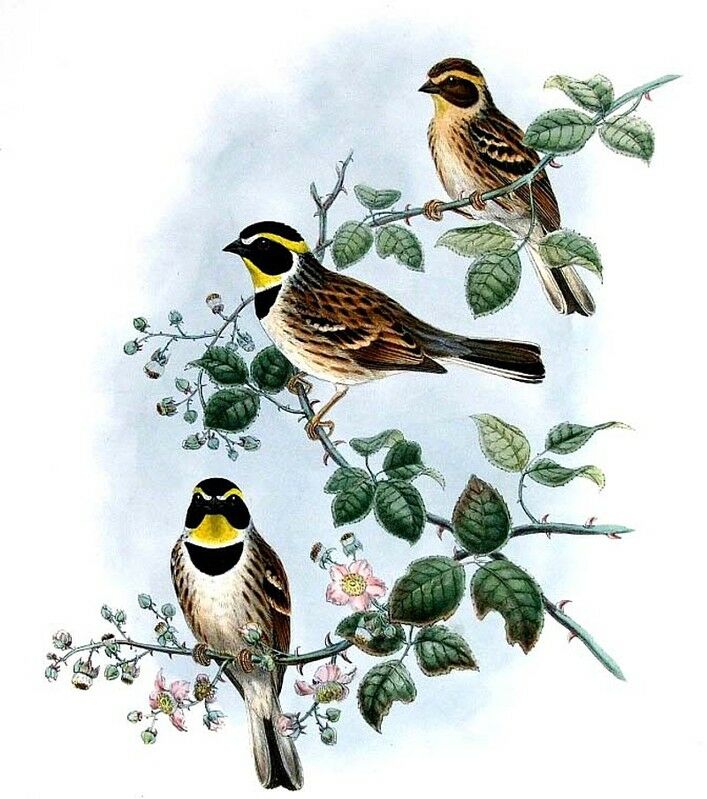 Yellow-throated Bunting