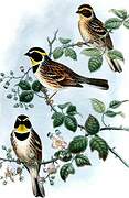 Yellow-throated Bunting