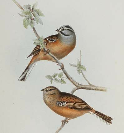 Rock Bunting