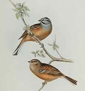 Rock Bunting