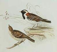 Lapland Longspur