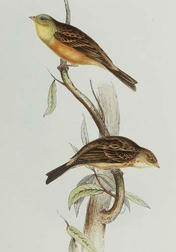 Ortolan Bunting