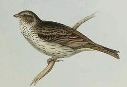 Bruant proyer