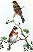 Rustic Bunting