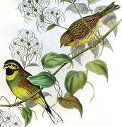 Cirl Bunting