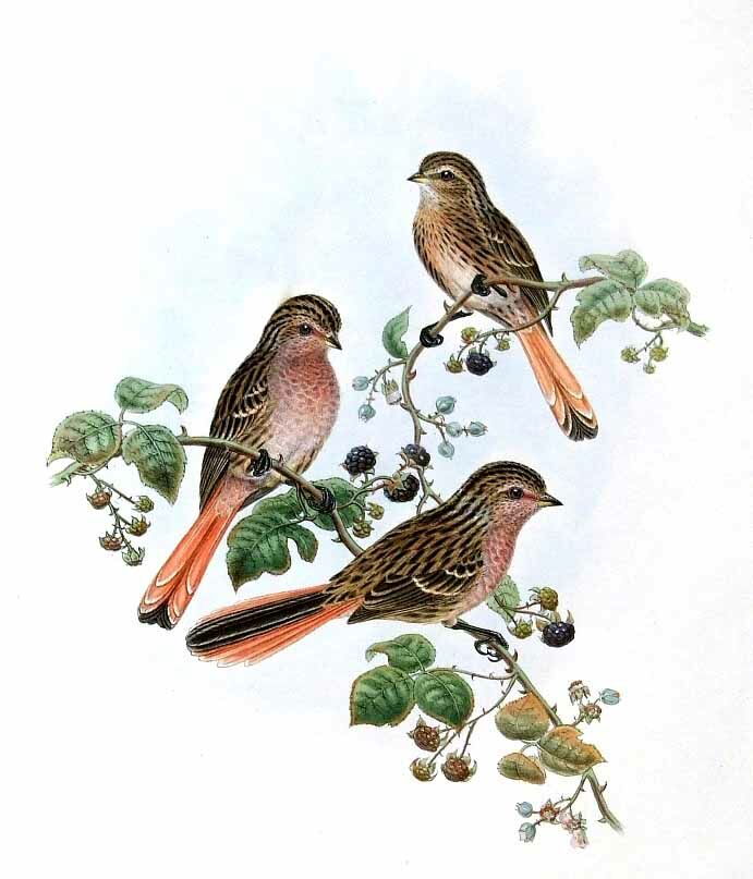 Przevalski's Finch