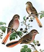 Przevalski's Finch