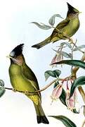 Crested Finchbill