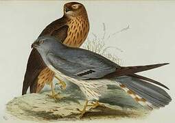 Cinereous Harrier