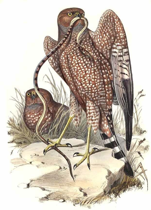 Spotted Harrier