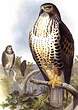 Buse variable