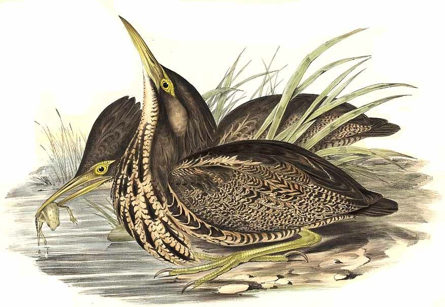 Australasian Bittern