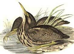 Australasian Bittern