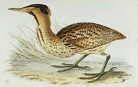 Eurasian Bittern