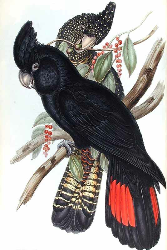 Red-tailed Black Cockatoo