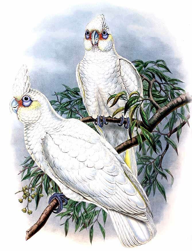 Cacatoès corella