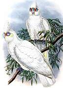 Little Corella