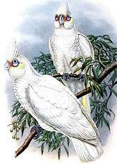 Cacatoès corella