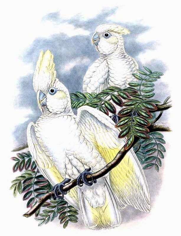 Solomons Cockatoo