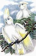 Solomons Cockatoo