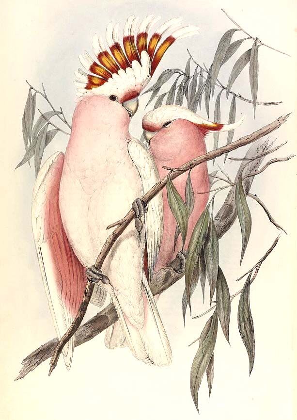 Pink Cockatoo