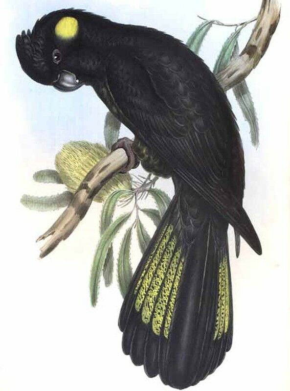 Yellow-tailed Black Cockatoo