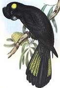 Yellow-tailed Black Cockatoo