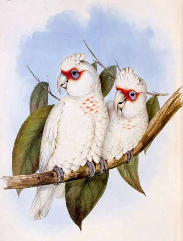 Long-billed Corella