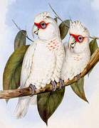 Long-billed Corella