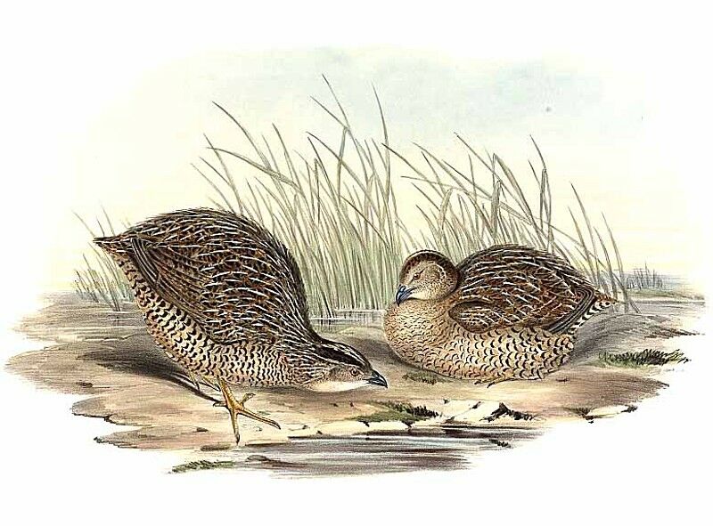 Brown Quail (australis)