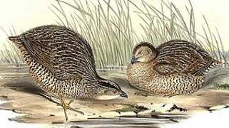 Brown Quail (australis)