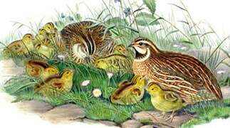 Common Quail