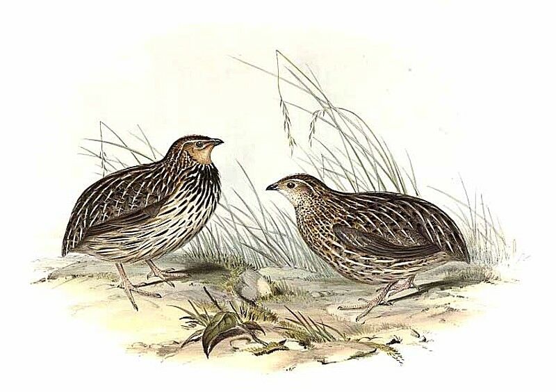 Stubble Quail