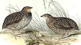 Stubble Quail