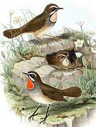 Siberian Rubythroat (beicki)