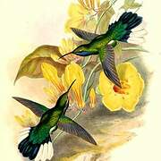 White-tailed Sabrewing