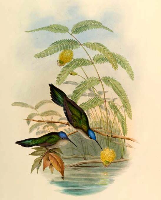 Wedge-tailed Sabrewing