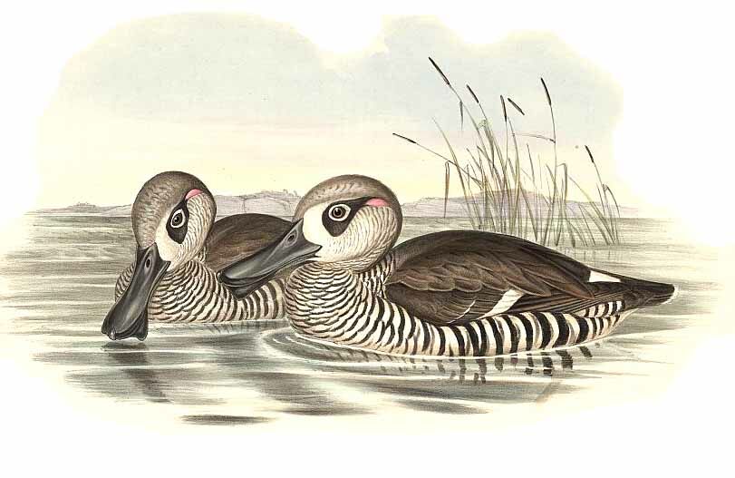 Pink-eared Duck