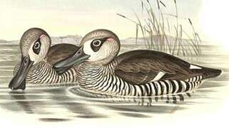 Pink-eared Duck