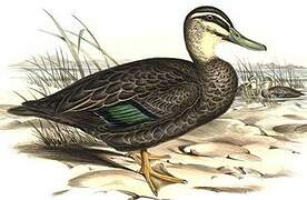 Pacific Black Duck